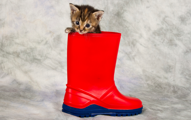 Illustration for article titled The Collected Works Of Matthew Thomas, America’s Foremost Photographer Of Cats Who Just Can’t Even